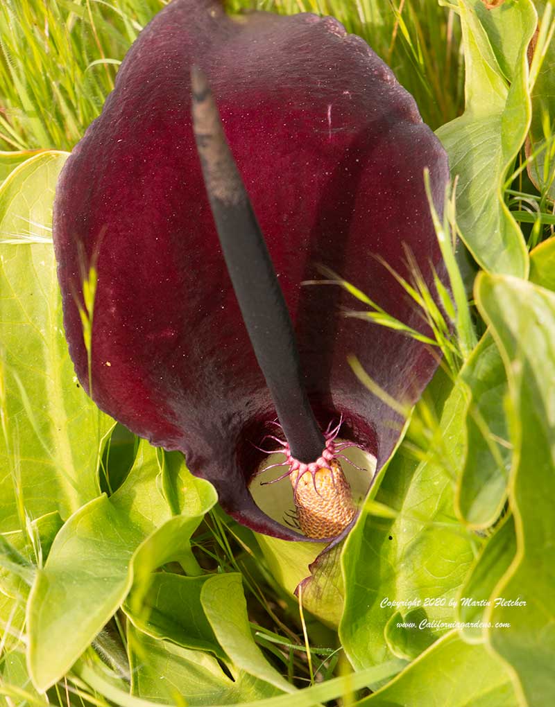 Arum palaestinum, Black Cala Lily, Solomon's Lily