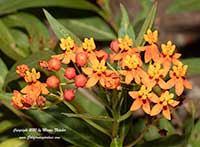 Asclepias curassavica Red Butterflies, Red Butterflies Butterfly Weed, Tropical Milkweed