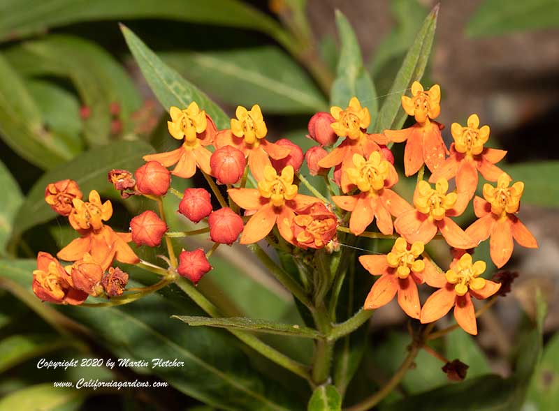 Asclepias curassavica Red Butterflies