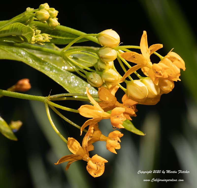 Asclepias curassavica Silky Gold