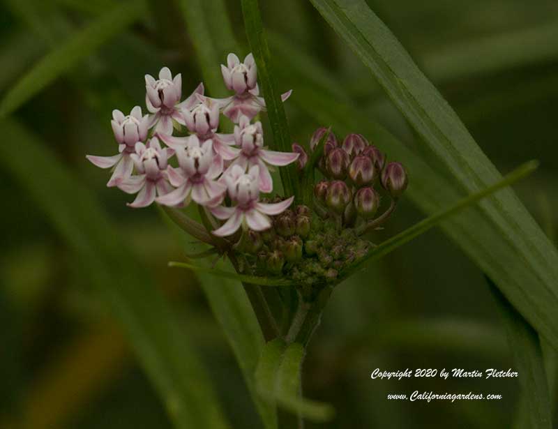 Asclepias angustifolia, Arizona Milkweed