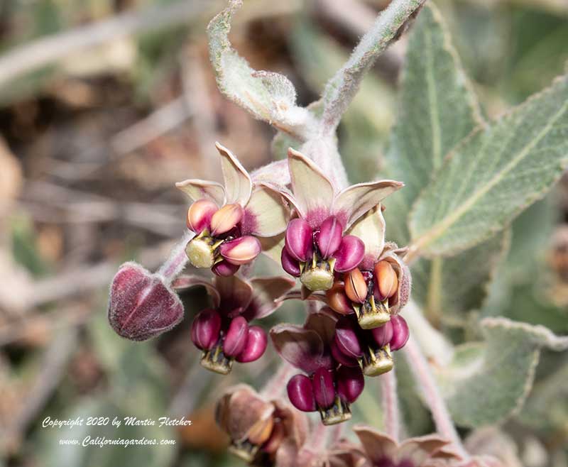 Asclepias californica, California Milkweed