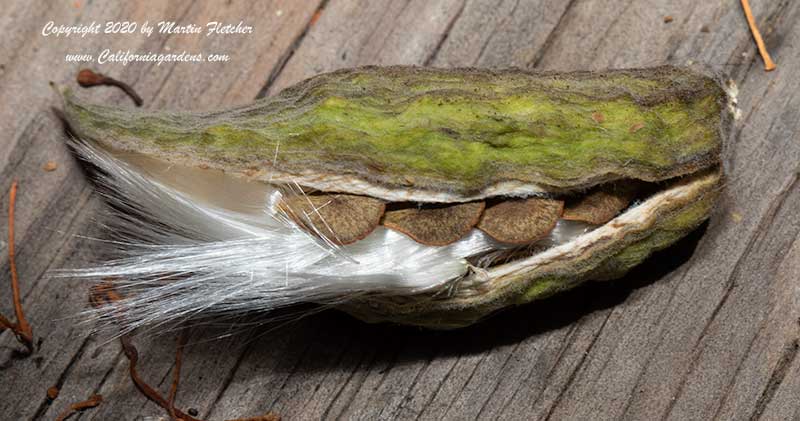 Asclepias californica seeds emerging from pod, California Milkweed