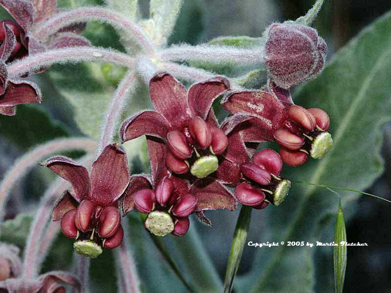 Asclepias californica, California Milkweed