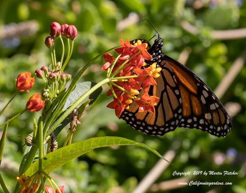 Asclepias curassavica, Tropical Milkweed, Monarch and Caterpillar