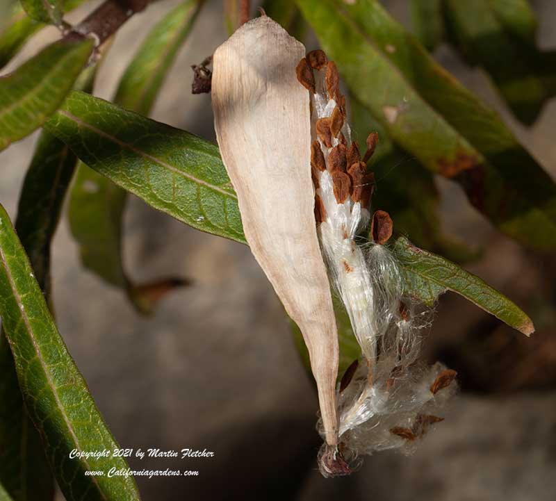 Asclepias curassavica opening seedpod with seeds, Tropical Milkweed, Bloodweed