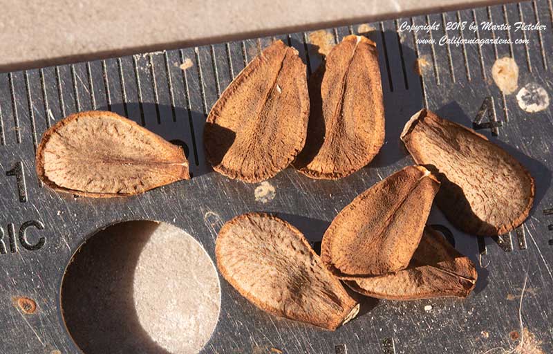 Asclepias eriocarpa Seeds, Woollypod Milkweed