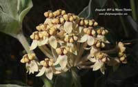Asclepias eriocarpa, Woollypod Milkweed, Indian Milkweed, Kotolo Milkweed