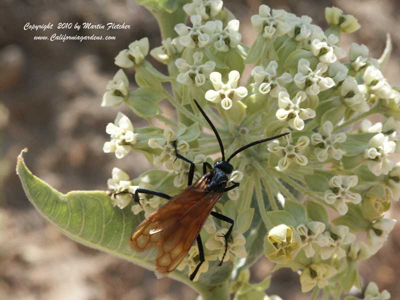 Asclepias erosa, Desert Milkweed