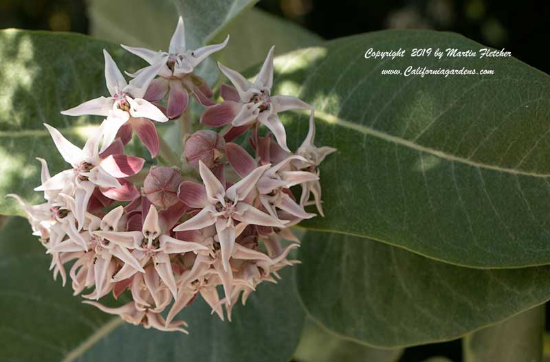 Asclepias speciosa flowers, Showy Milkweed