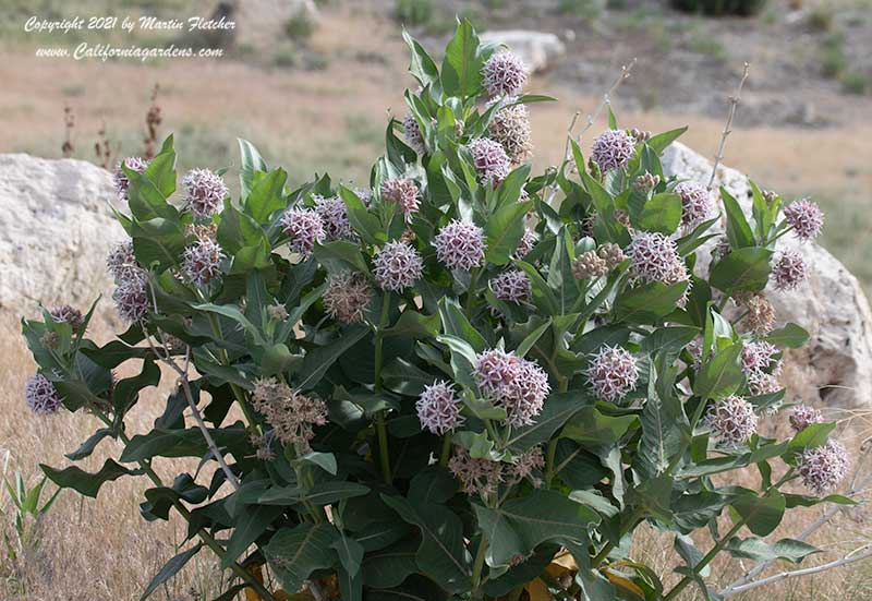 Asclepias speciosa, Showy Milkweed