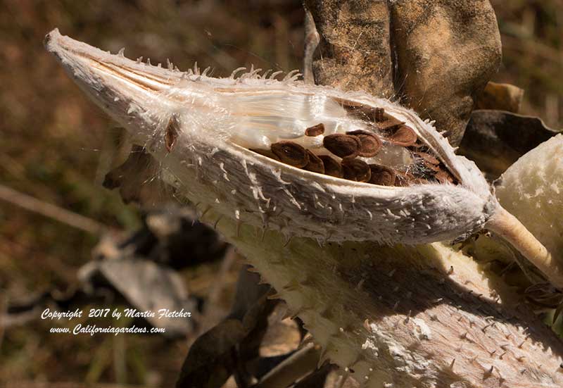 Asclepias speciosa seedpod, Showy Milkweed