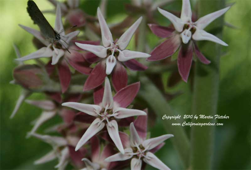 Asclepias speciosa, Showy Milkweed