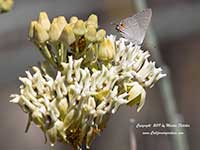 Asclepias subulata, Rush Milkweed, Skeleton Milkweed