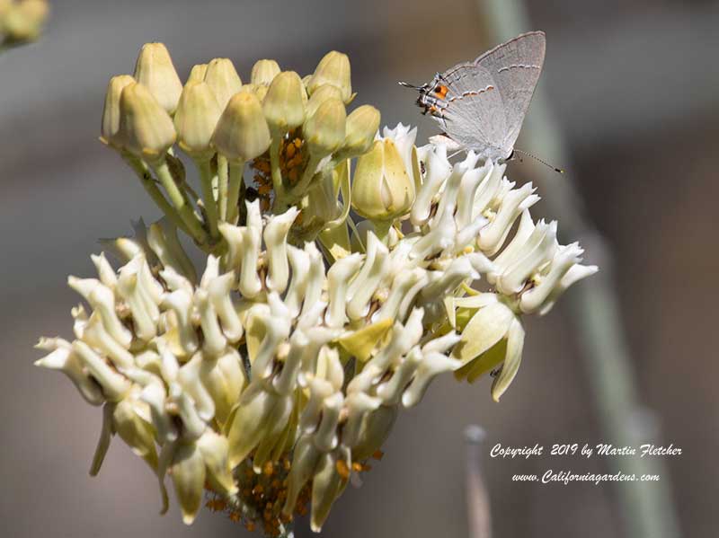 Asclepias subulata, Rush Milkweed, Skeleton Milkweed, California Hairstreak