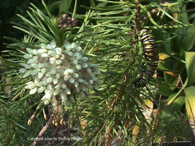 Asclepias linaria, Pineneedle Milkweed