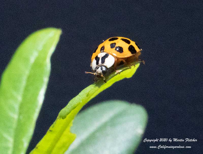 Multicolored Asian Ladybug Adult, Harlequin Lady Beetle