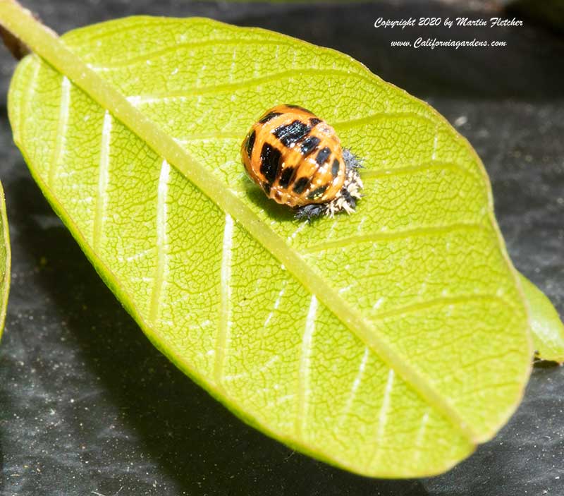 Multicolored Asian Ladybug Pupa