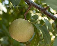 Asian Pear 20th Century