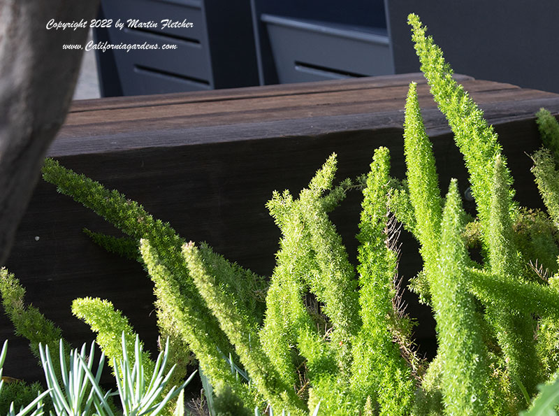 Asperagus densiflorus Meyers, Foxtail Fern