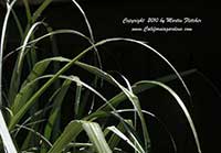 Astelia chathamica Silver Spear