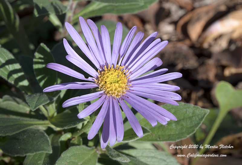 Aster chilensis Purple Haze, Purple Haze Pacific Aster, California Aster