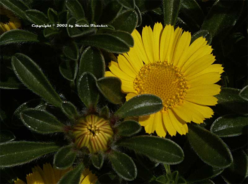 Asteriscus maritimus, Sea Daisy