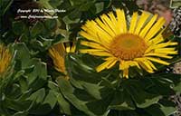 Asteriscus sericeus, Canary Island Daisy