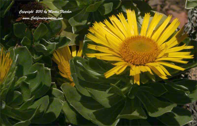 Asteriscus sericius, Canary Island Daisy