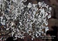 Atriplex hymenelytra, Desert Holly