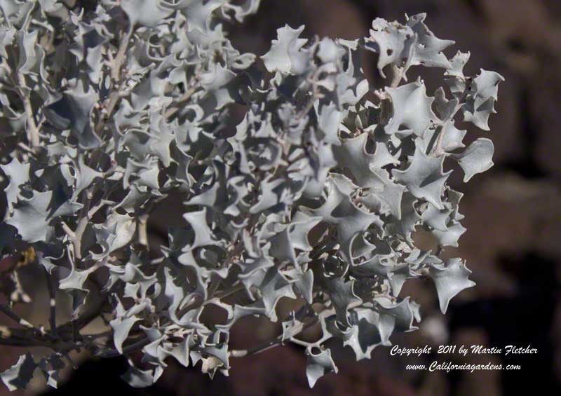 Atriplex hymenelytra, Desert Holly