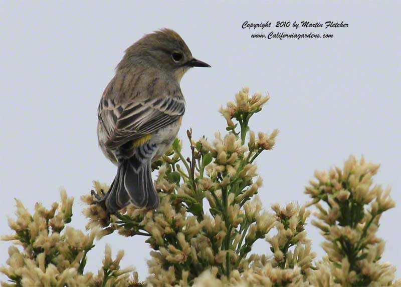 Baccharis pilularis, Coyote Brush with Yellow Rumped Warbler