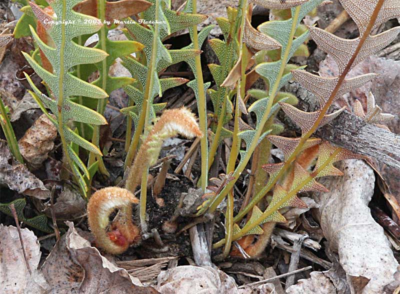 Banksia blechnifolia