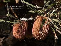 Banksia caleyi, Red Lantern Banksia