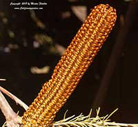 Banksia ericifolia, Heath Banksia