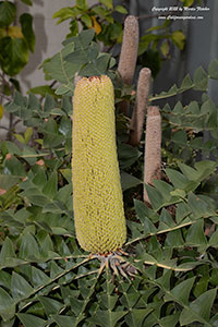 Banksia grandis, Bull Banksia