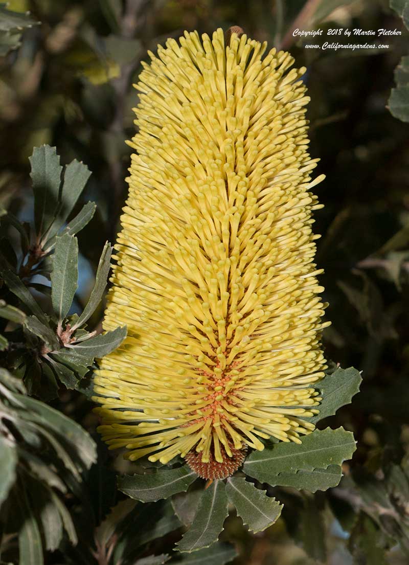 Banksia praemorsa, Cut Leaf Banksia