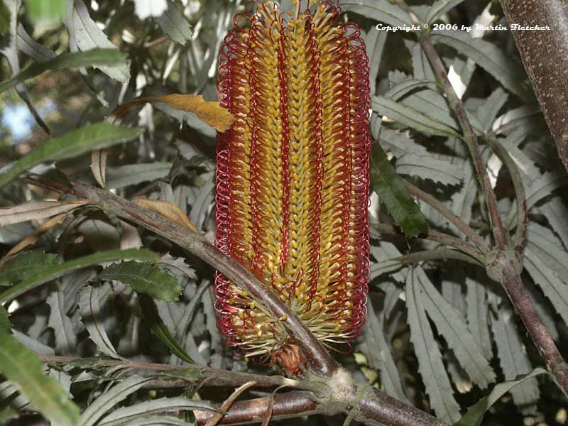 Banksia seminuda, River Banksia