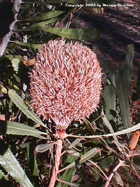 Banksia burdettii, Burdett's Banksia