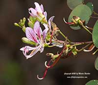 Bauhinia corymbosa, Phanera, Orchid Vine