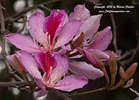 Mountain Ebony, Bauhinia variegata