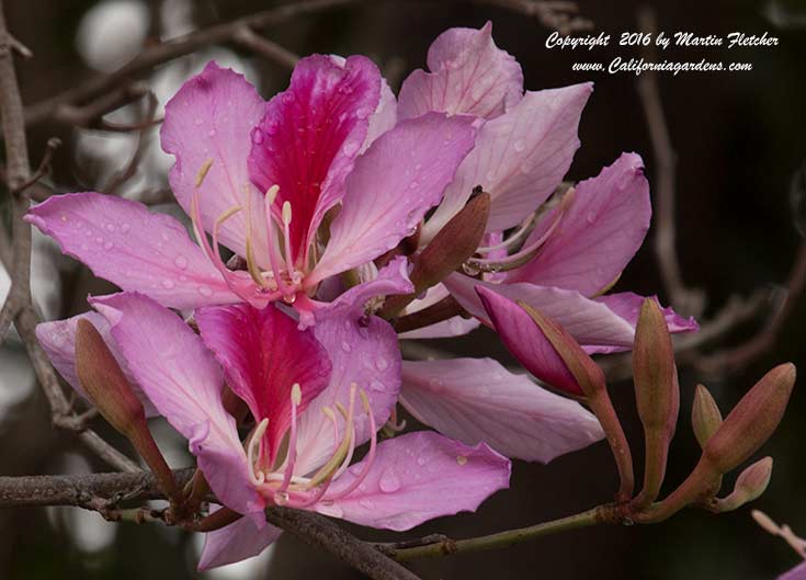 Bauhinia variegata, Mountain Ebony