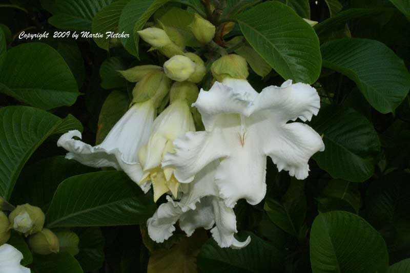 Beaumontia grandiflora, Easter Lily Vine