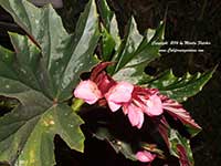 Begonia Irene Nuss, Angel Wings Begonia
