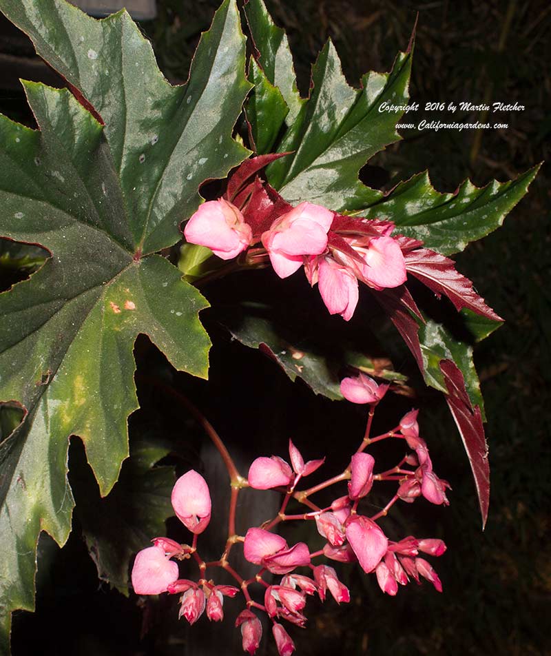 Begonia Irene Nuss, Angelwings Begonia