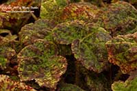 Begonia Marmaduke, Marmaduke Begonia
