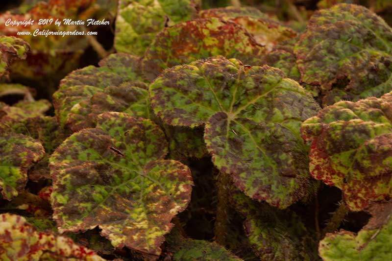 Begonia Marmaduke