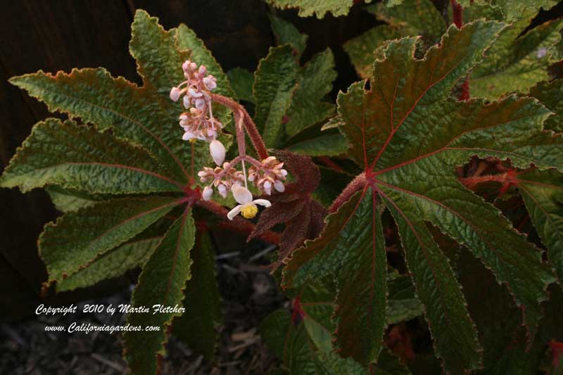 Begonia Paul Hernandez