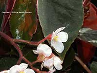 Begonia Ramirez, Ramirez Begonia