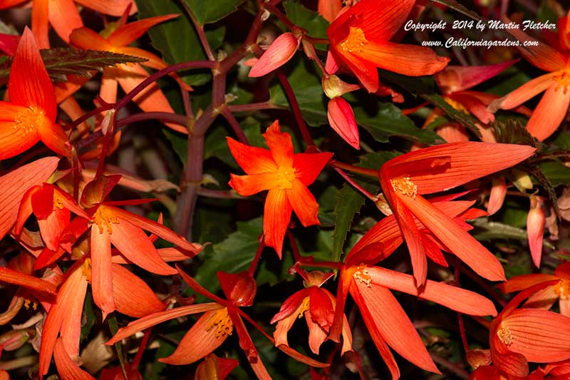 Begonia Santa Cruz Sunset